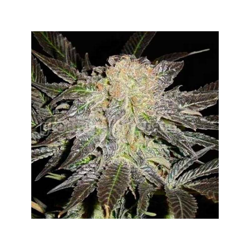 Mendocino Madness Regular de T.H. Seeds