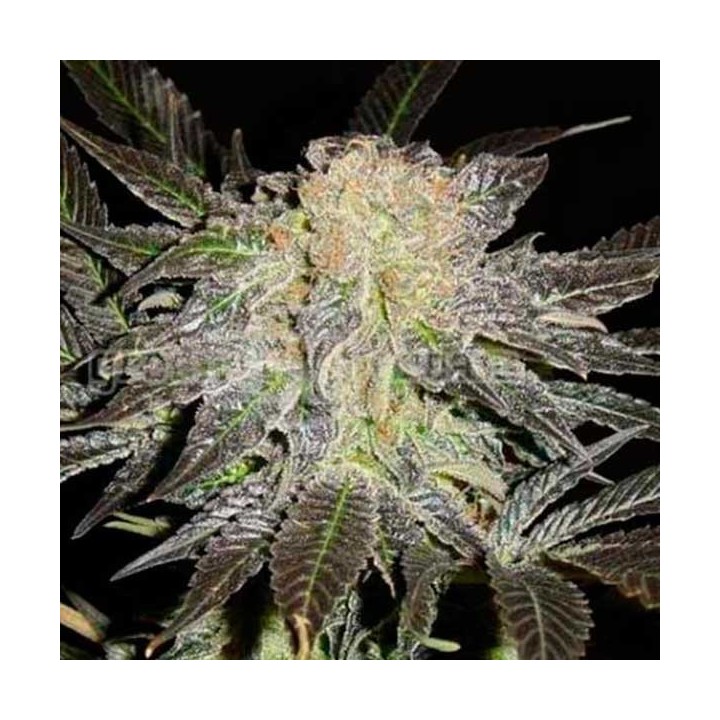 Mendocino Madness Regular de T.H. Seeds