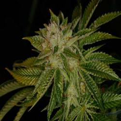 Mk Ultra Feminizada de T.H. Seeds