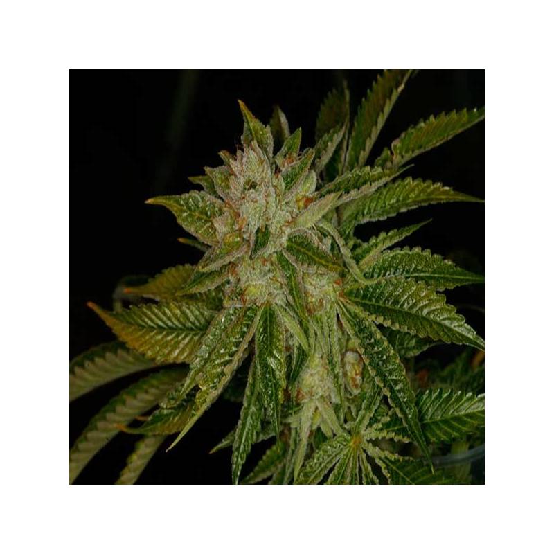 Mk Ultra Feminizada de T.H. Seeds