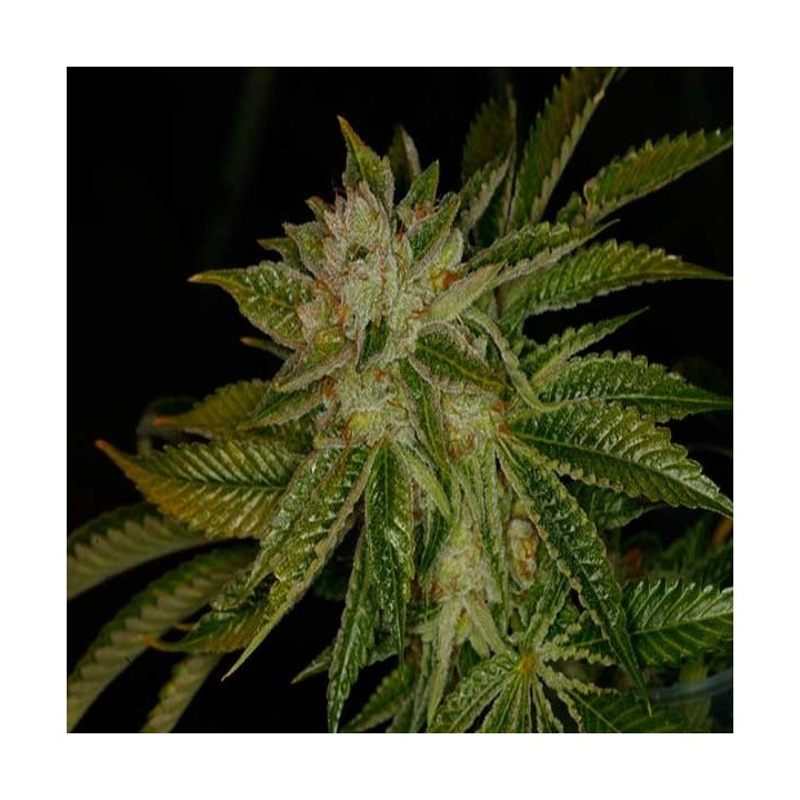 Mk Ultra Feminizada de T.H. Seeds