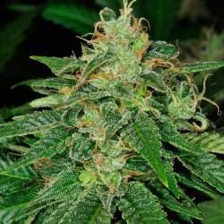 S.A.G.E Feminizada de T.H. Seeds