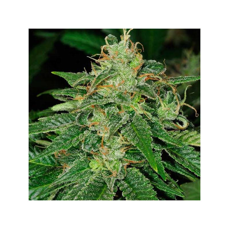 S.A.G.E Feminizada de T.H. Seeds