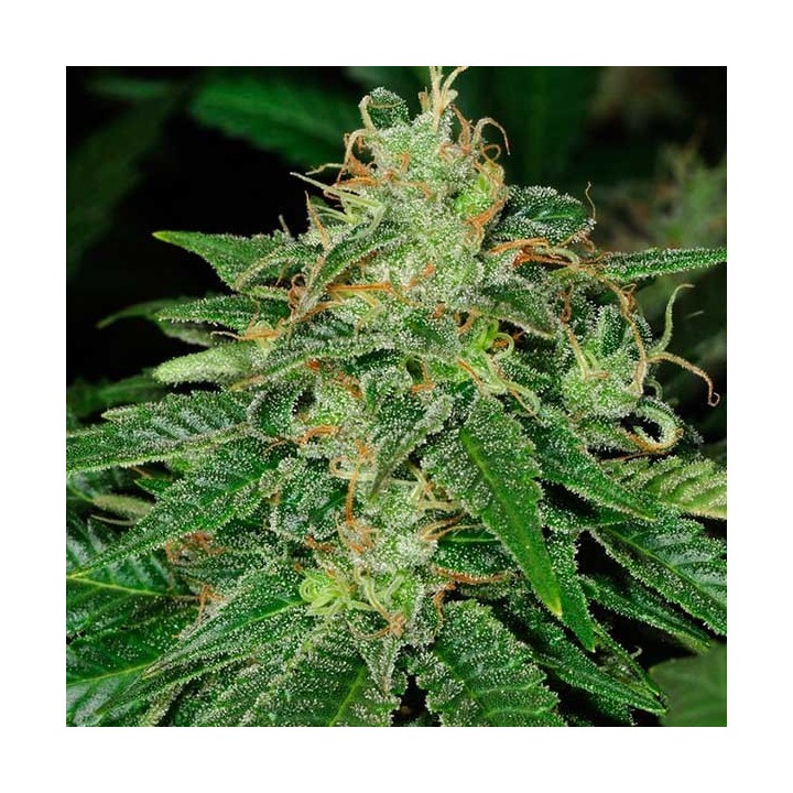 S.A.G.E Feminizada de T.H. Seeds