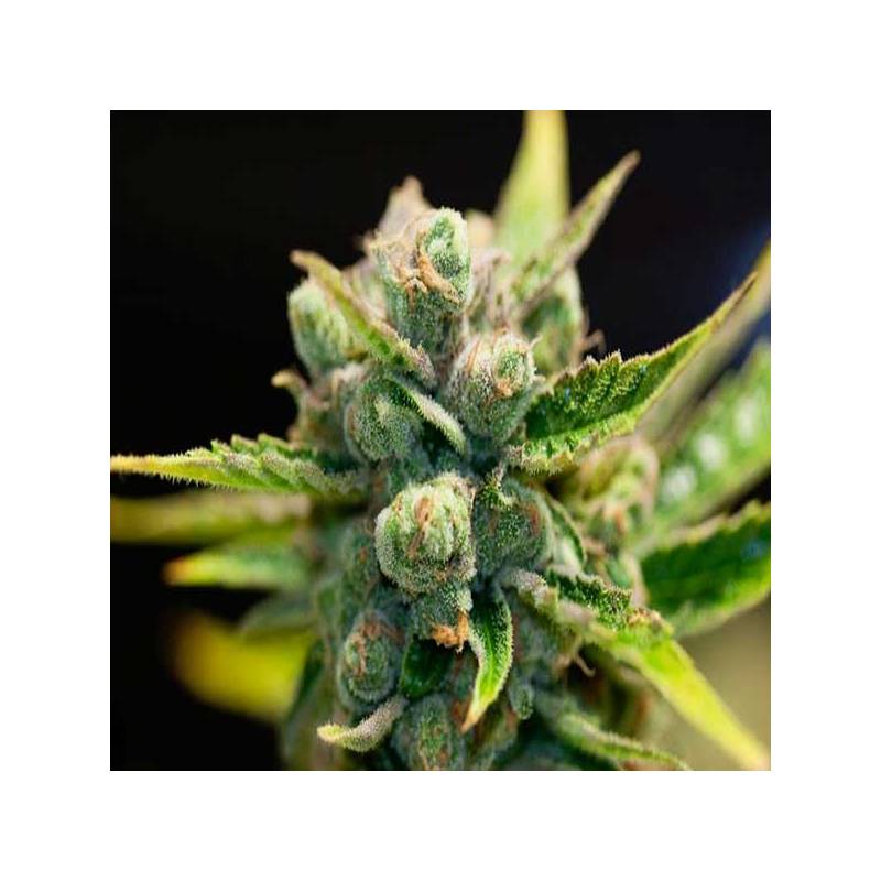 Sage'n Sour Feminizada de T.H. Seeds