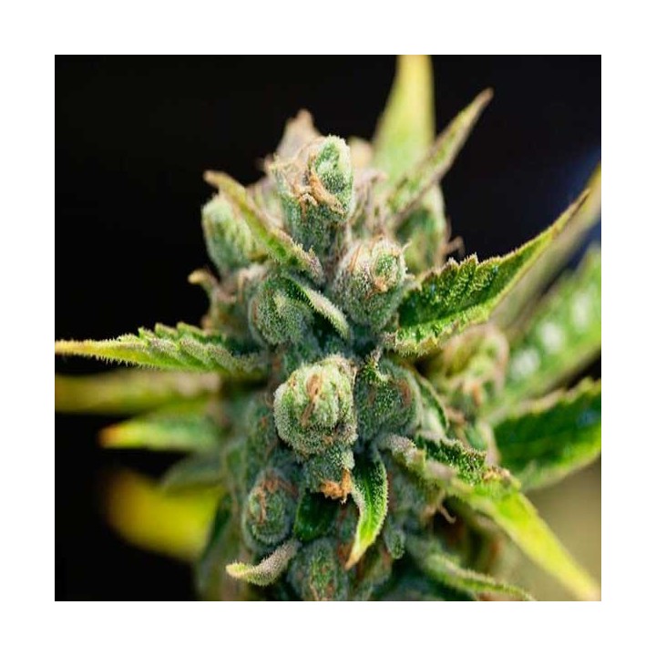 Sage'n Sour Feminizada de T.H. Seeds