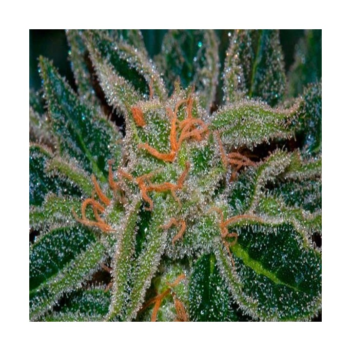 Skunk XXX Regular de T.H. Seeds