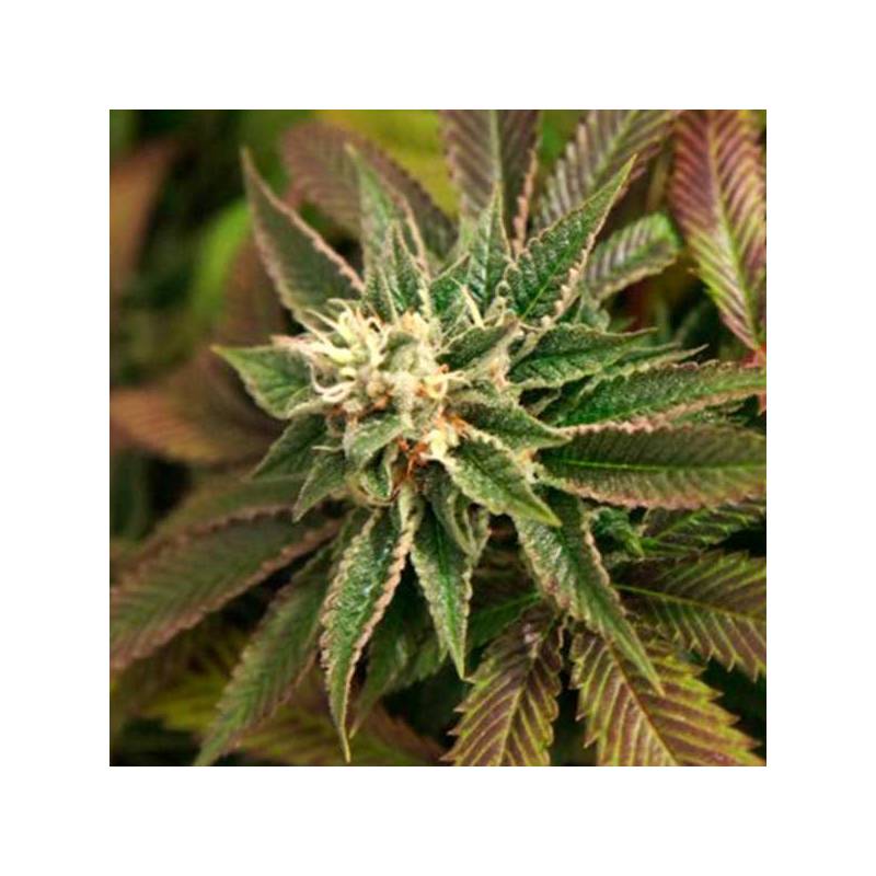 Skunkage Regular de T.H. Seeds