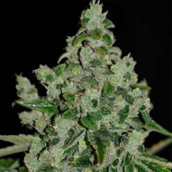 Ultra Sour Feminizada de T.H. Seeds