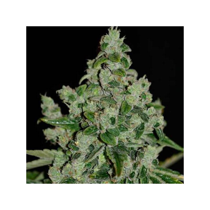 Ultra Sour Feminizada de T.H. Seeds