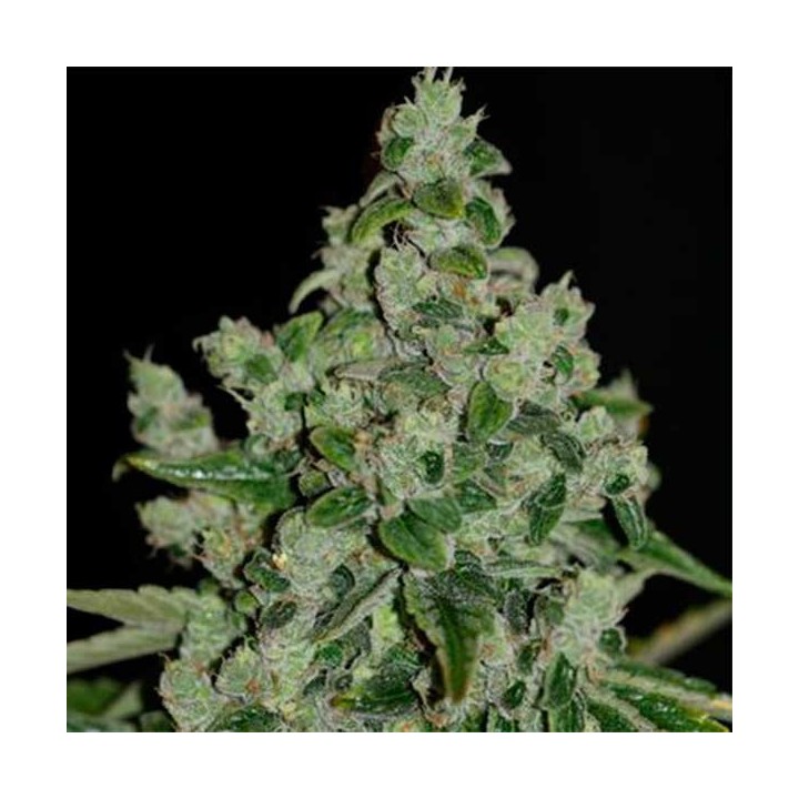Ultra Sour Feminizada de T.H. Seeds