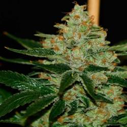 Underdawg Og Feminizada de T.H. Seeds