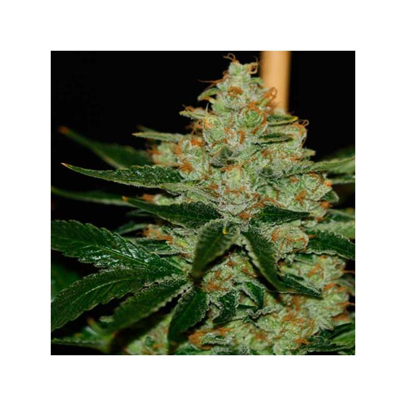 Underdawg Og Feminizada de T.H. Seeds