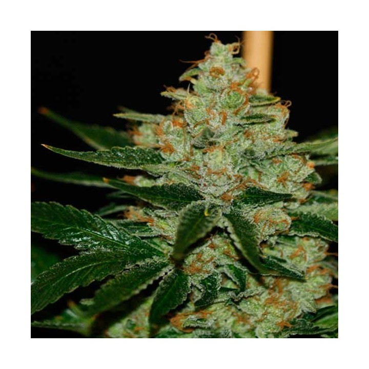 Underdawg Og Feminizada de T.H. Seeds