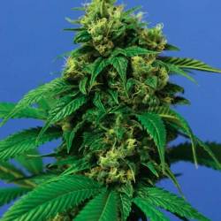 Wreckage Feminizada de T.H. Seeds