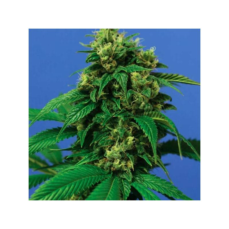 Wreckage Feminizada de T.H. Seeds