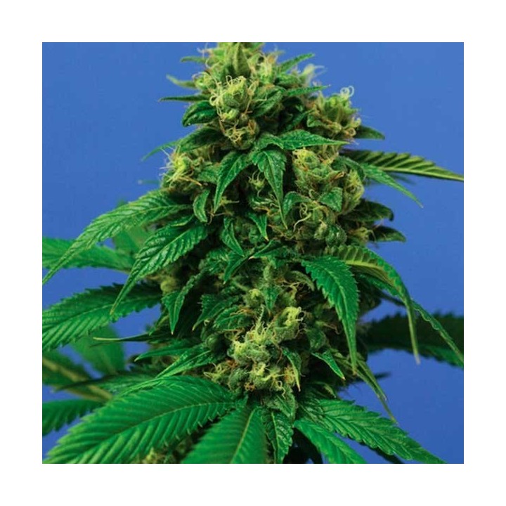 Wreckage Feminizada de T.H. Seeds