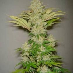 Bubblicious Feminizada de Resin Seeds