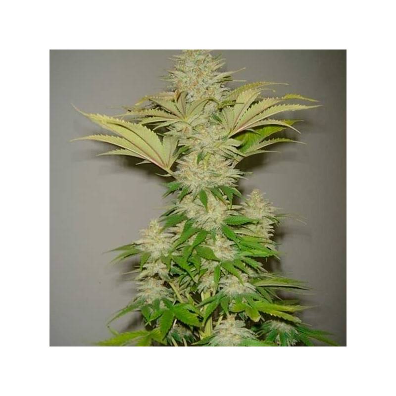 Bubblicious Feminizada de Resin Seeds