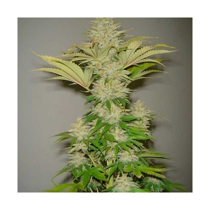 Bubblicious Feminizada de Resin Seeds