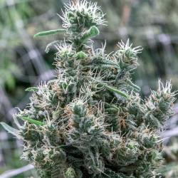 Cannatonic Feminizada de Resin Seeds