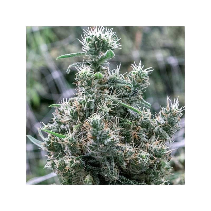 Cannatonic Feminizada de Resin Seeds