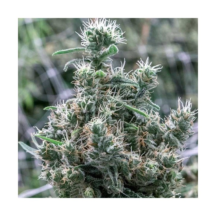 Cannatonic Feminizada de Resin Seeds