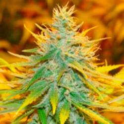 Critical Haze Feminizada de Resin Seeds