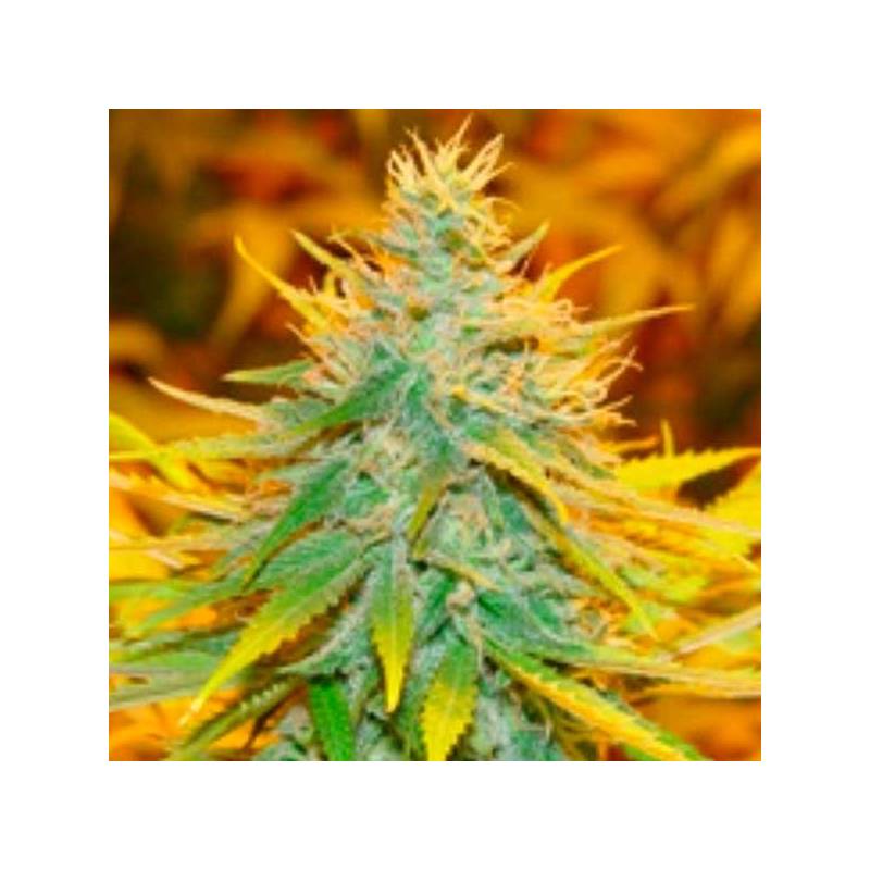 Critical Haze Feminizada de Resin Seeds