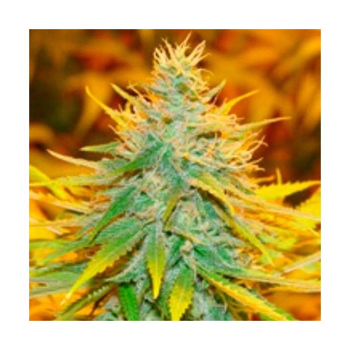 Critical Haze Feminizada de Resin Seeds