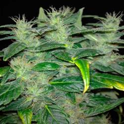 Dieseltonic Feminizada de Resin Seeds