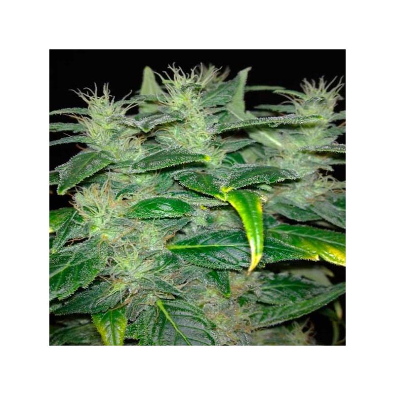 Dieseltonic Feminizada de Resin Seeds