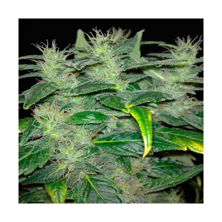 Dieseltonic Feminizada de Resin Seeds