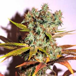 Hammershark Feminizada de Resin Seeds