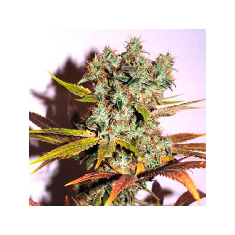 Hammershark Feminizada de Resin Seeds