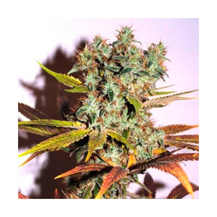 Hammershark Feminizada de Resin Seeds