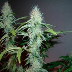 L.A. Ultra Feminizada de Resin Seeds