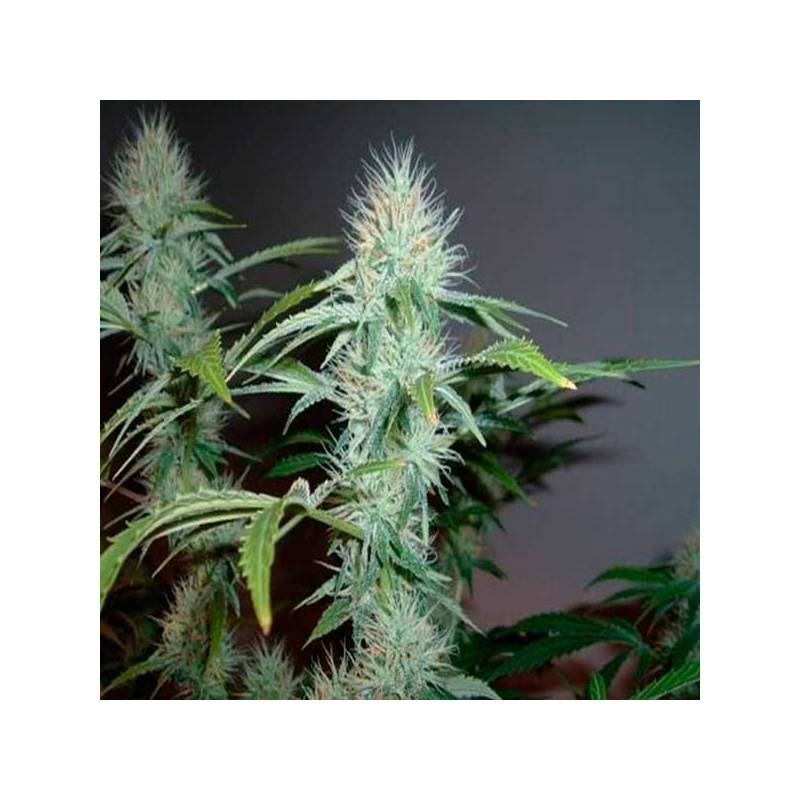 L.A. Ultra Feminizada de Resin Seeds