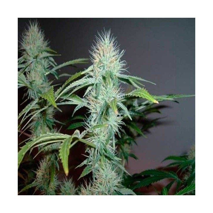 L.A. Ultra Feminizada de Resin Seeds