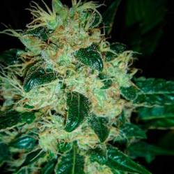 Sour P Feminizada de Resin Seeds