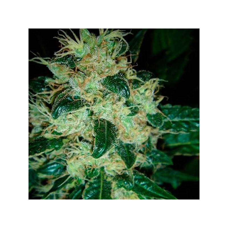 Sour P Feminizada de Resin Seeds