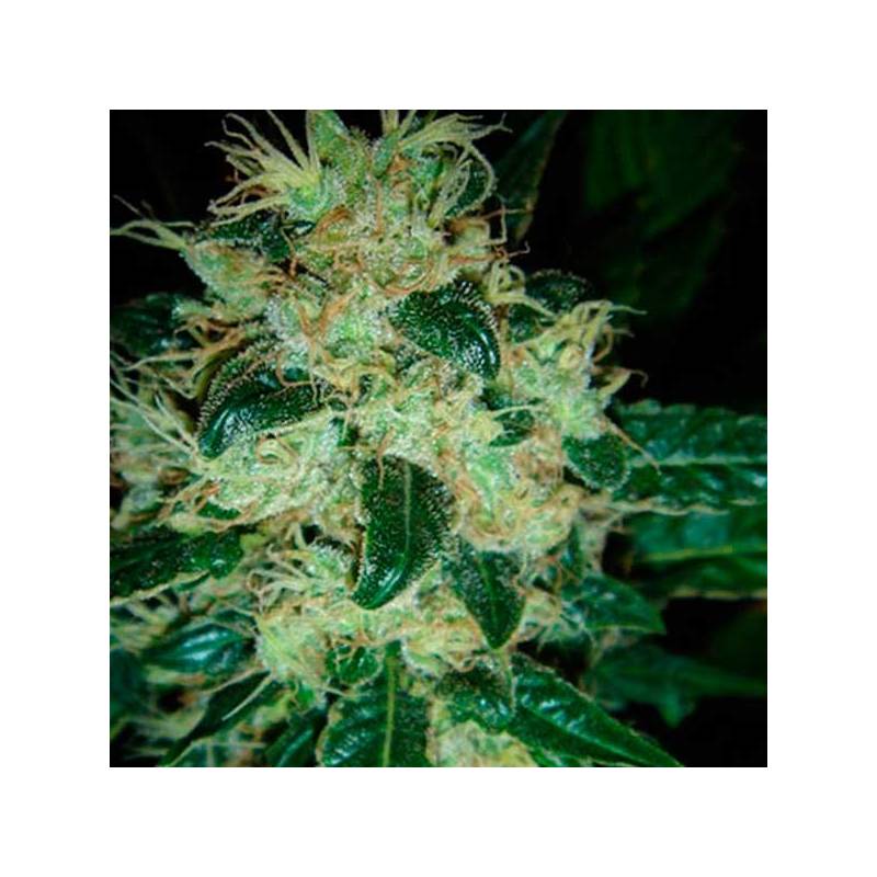 Sour P Sour P