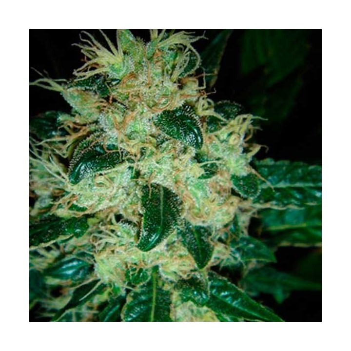 Sour P Feminizada de Resin Seeds