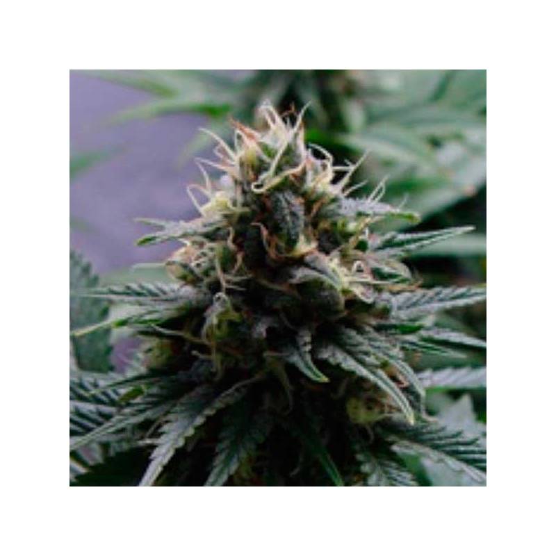 Yummy Feminizada de Resin Seeds