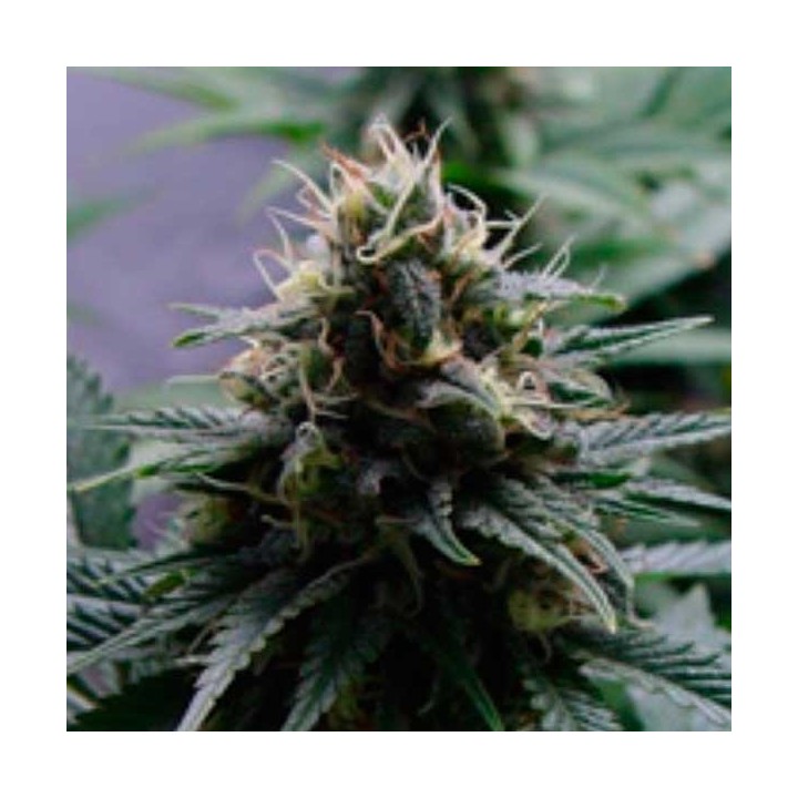 Yummy Feminizada de Resin Seeds
