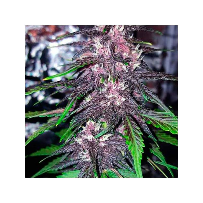 Blackberry Blackberry