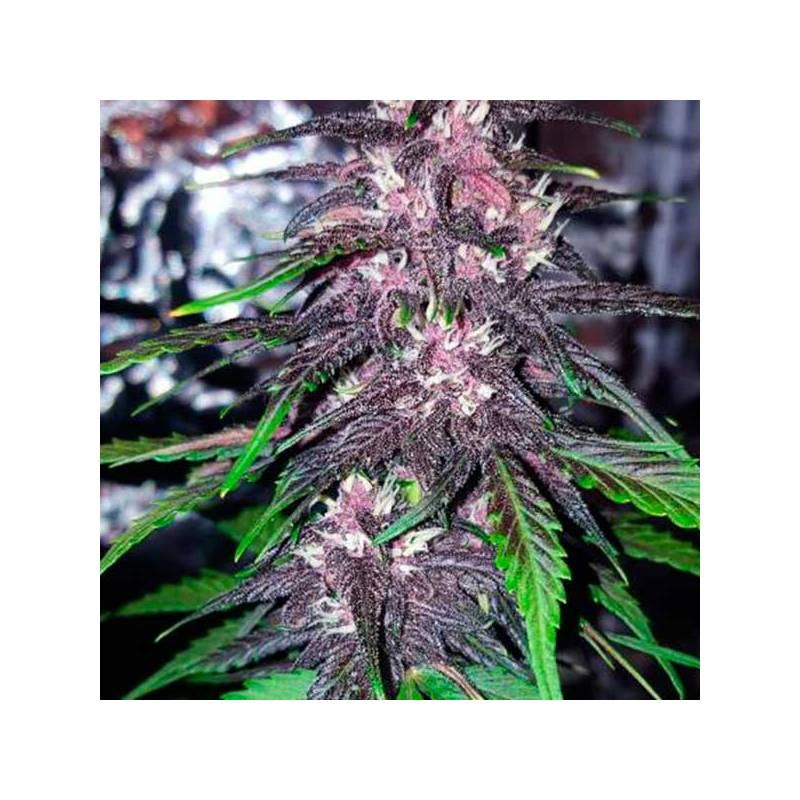 Blackberry Feminizadas de Fastbuds Seeds