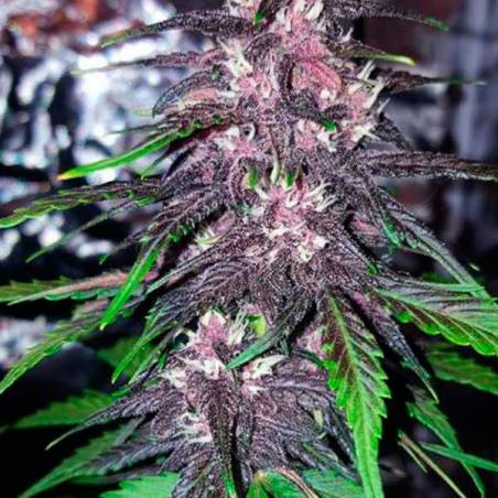 Blackberry Blackberry