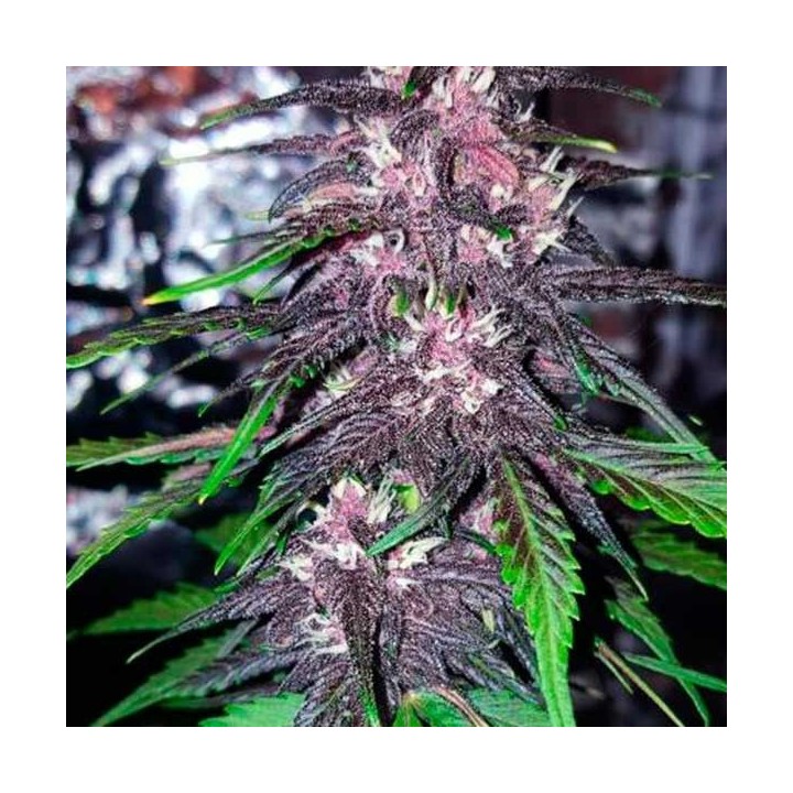 Blackberry Feminizadas de Fastbuds Seeds