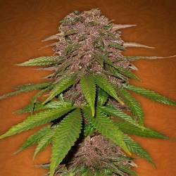 C4-Matic Autofloreciente Feminizada de Fastbuds Seeds